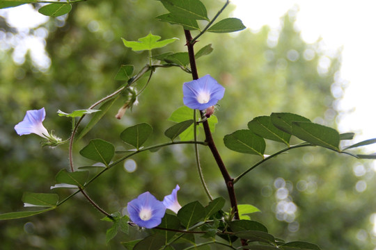 牵牛花