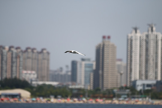 海鸥