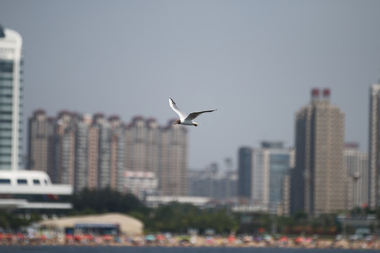 海鸥