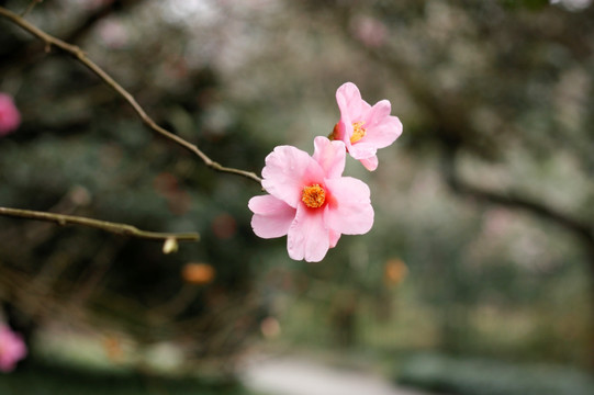 玉兰花