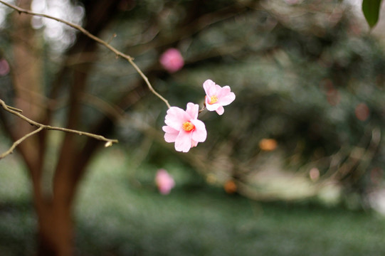 玉兰花