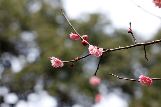 梅花