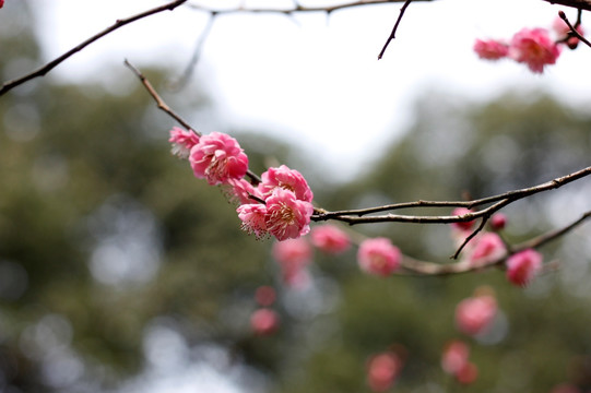 梅花