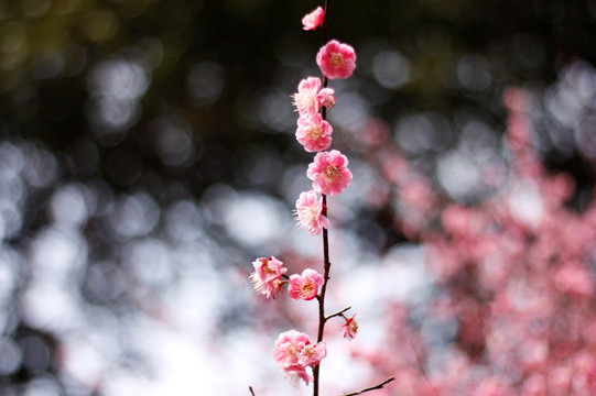 梅花