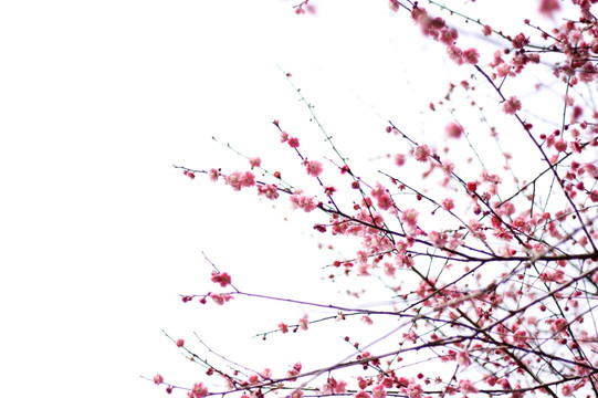 梅花