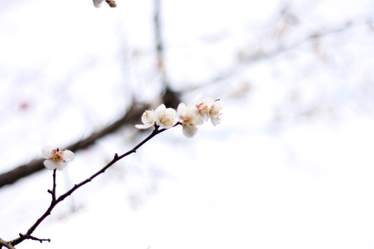 梅花
