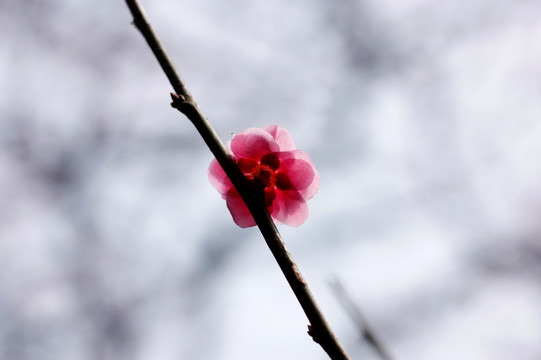 梅花