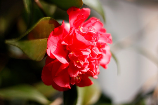 山茶花
