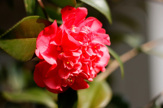 山茶花