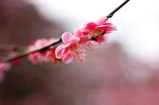 梅花