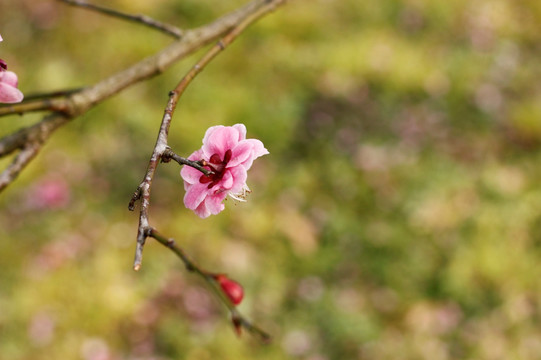 梅花