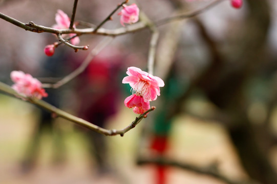 梅花