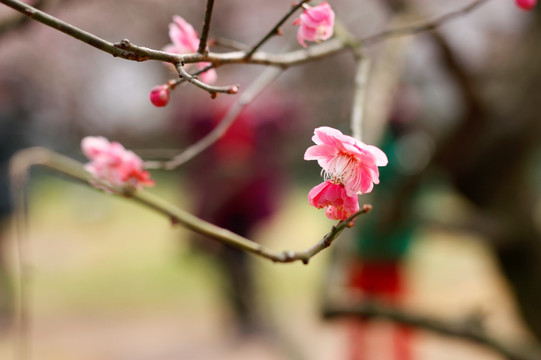 梅花