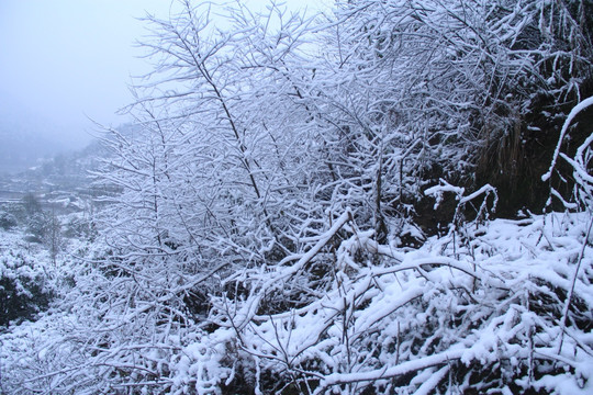 长沙梅溪湖桃花岭雪景