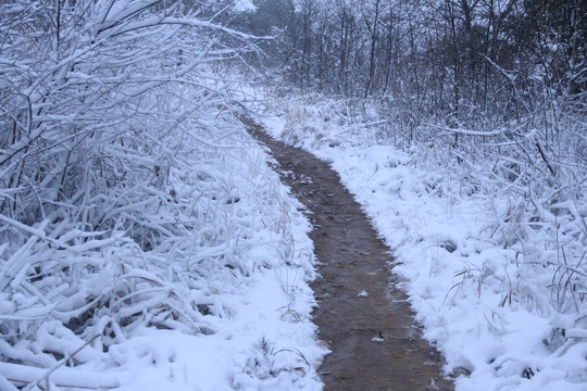 长沙梅溪湖桃花岭雪景