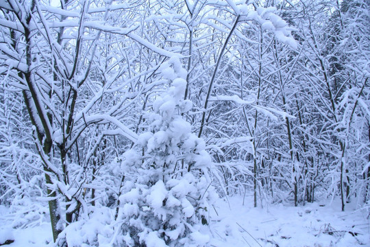 长沙梅溪湖桃花岭雪景