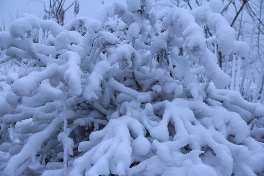 树枝上的雪