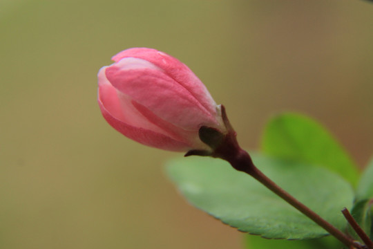 垂丝海棠花