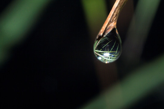 草上的水珠露珠