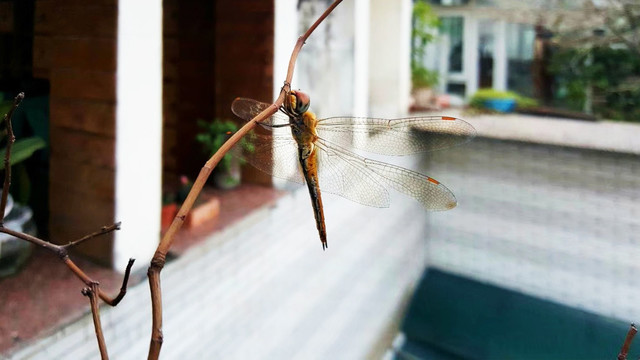 蜻蜓透明的翅膀