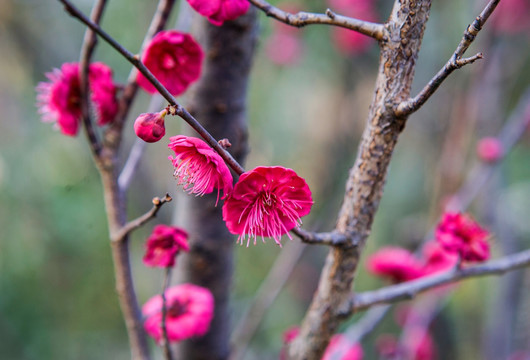 梅花