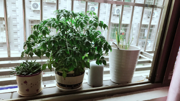 窗台植物幸福树
