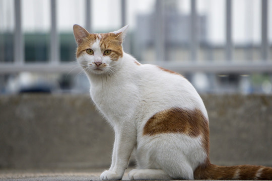 小猫 流浪猫