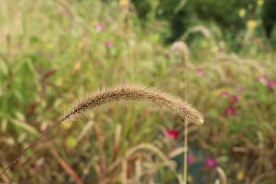 狗尾草