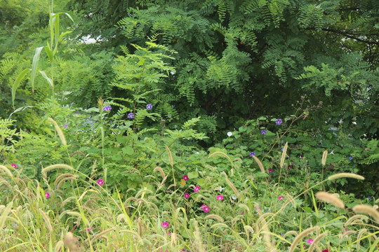 野外花草树