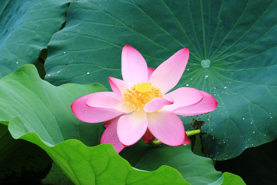 荷花