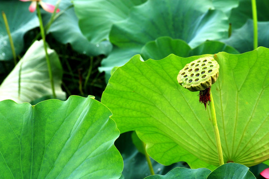 秋荷