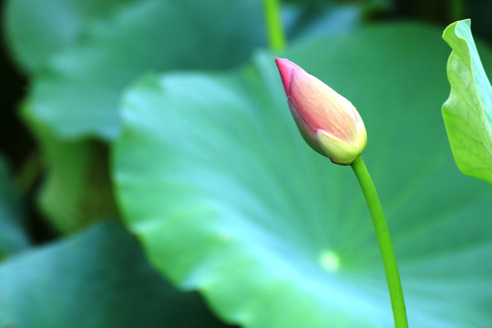 秋荷