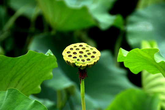 秋荷
