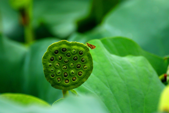 荷花