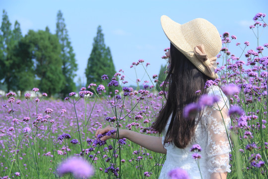 紫色马鞭草花海