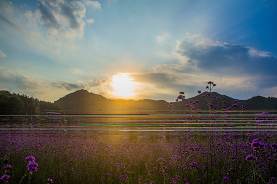 夕阳逆光下的紫色马鞭草花海