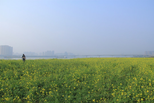 湘府路大桥油菜花