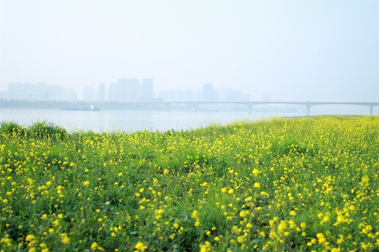 湘府路大桥油菜花