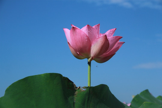 一朵荷花