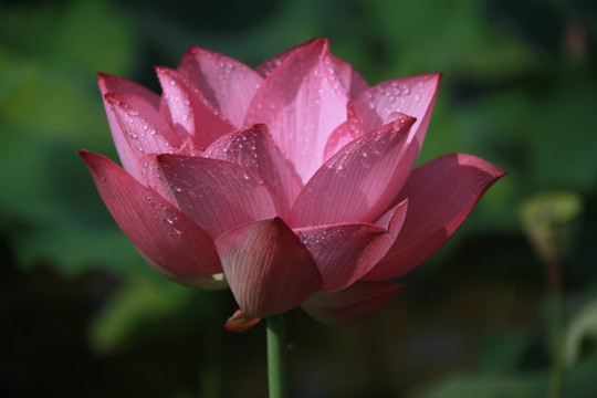 一朵荷花