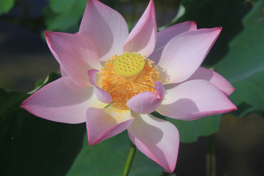 一朵荷花