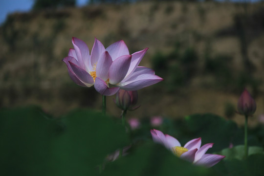 荷花