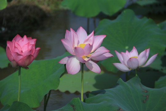 三朵荷花