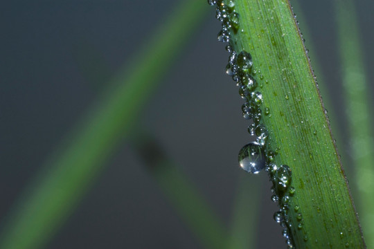 草上的水珠