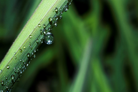 草上的水珠