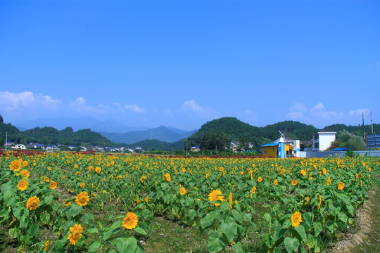 万葵园向日葵花海