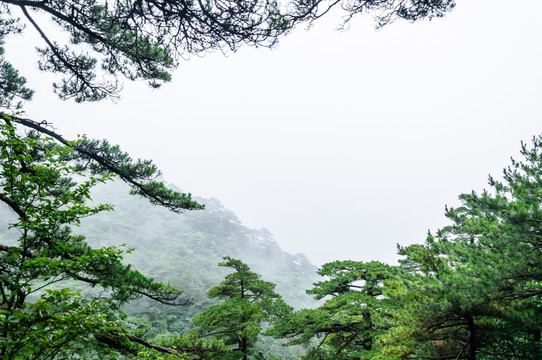 黄山松