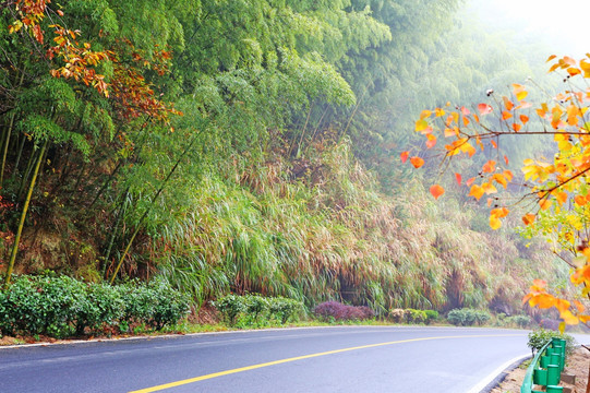 皖南塔川 竹海 公路 红叶