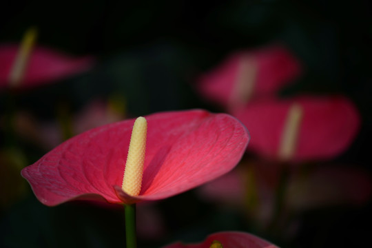 红掌