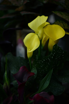 马蹄莲花